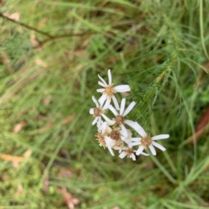 Olearia glandulosa at Tinderry, NSW - 6 Mar 2019