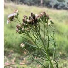 Olearia glandulosa at Tinderry, NSW - 6 Mar 2019