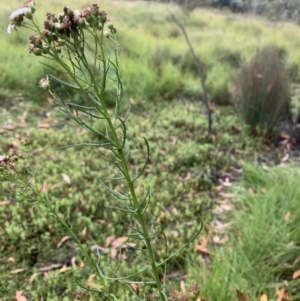 Olearia glandulosa at Tinderry, NSW - 6 Mar 2019