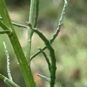 Olearia glandulosa at Tinderry, NSW - 6 Mar 2019