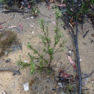 Monotoca scoparia at Tinderry, NSW - 6 Mar 2019