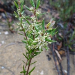 Monotoca scoparia at Tinderry, NSW - 6 Mar 2019