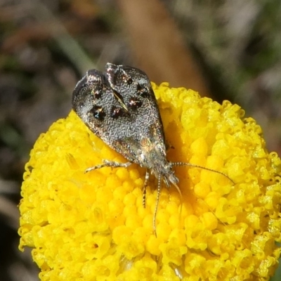 Tebenna micalis (Small Thistle Moth) at Namadgi National Park - 23 Feb 2019 by HarveyPerkins