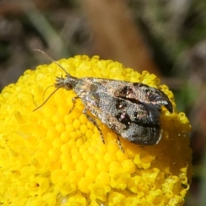 Tebenna micalis at Paddys River, ACT - 23 Feb 2019