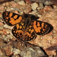 Oreixenica lathoniella (Silver Xenica) at Namadgi National Park - 6 Mar 2019 by JohnBundock