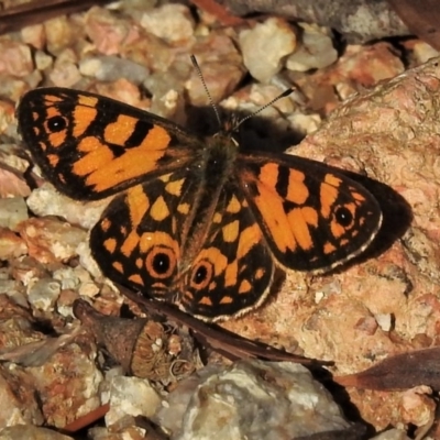 Oreixenica lathoniella (Silver Xenica) at Cotter River, ACT - 6 Mar 2019 by JohnBundock