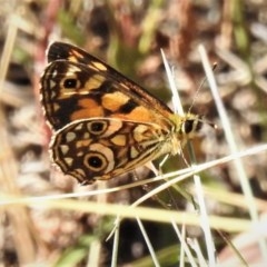 Oreixenica lathoniella (Silver Xenica) at Namadgi National Park - 7 Mar 2019 by JohnBundock