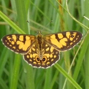 Oreixenica lathoniella at Tinderry, NSW - 6 Mar 2019 12:22 PM