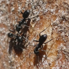 Anonychomyrma sp. (genus) (Black Cocktail Ant) at Namadgi National Park - 23 Feb 2019 by HarveyPerkins