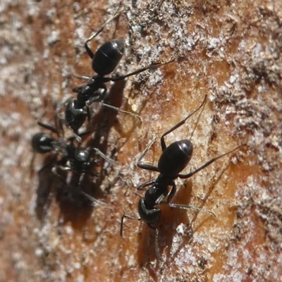 Anonychomyrma sp. (genus) (Black Cocktail Ant) at Paddys River, ACT - 23 Feb 2019 by HarveyPerkins