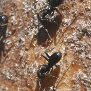 Anonychomyrma sp. (genus) at Paddys River, ACT - 23 Feb 2019 02:52 PM