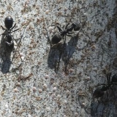 Anonychomyrma sp. (genus) at Paddys River, ACT - 23 Feb 2019 02:52 PM