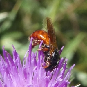 Exoneura sp. (genus) at Paddys River, ACT - 23 Feb 2019 03:01 PM