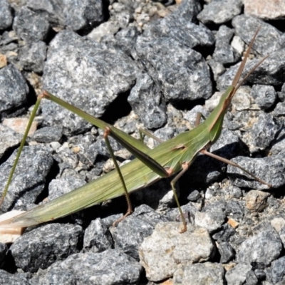 Acrida conica (Giant green slantface) at Namadgi National Park - 7 Mar 2019 by JohnBundock