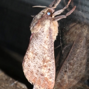 Elhamma australasiae at Rosedale, NSW - 25 Feb 2019