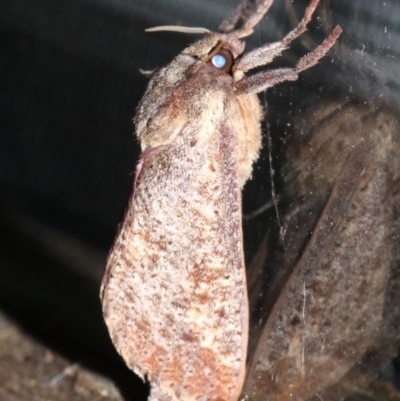 Elhamma australasiae (A Swift or Ghost moth (Hepialidae)) at Rosedale, NSW - 25 Feb 2019 by jb2602