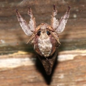 Elhamma australasiae at Rosedale, NSW - 25 Feb 2019 07:34 PM
