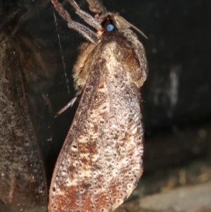 Elhamma australasiae at Rosedale, NSW - 25 Feb 2019