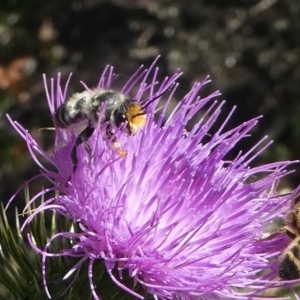 Megachile (Eutricharaea) maculariformis at Paddys River, ACT - 23 Feb 2019