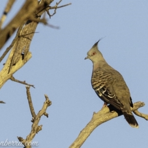 Ocyphaps lophotes at Symonston, ACT - 3 Mar 2019