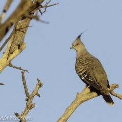 Ocyphaps lophotes at Symonston, ACT - 3 Mar 2019