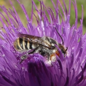 Megachile (Eutricharaea) macularis at Paddys River, ACT - 23 Feb 2019