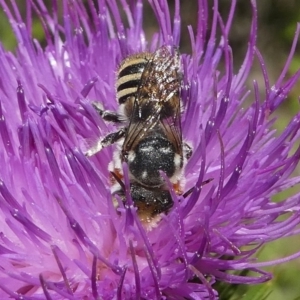 Megachile (Eutricharaea) macularis at Paddys River, ACT - 23 Feb 2019