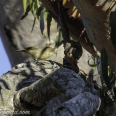 Acanthiza reguloides (Buff-rumped Thornbill) at Jerrabomberra, ACT - 3 Mar 2019 by JonSteinbeck