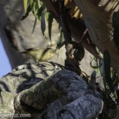 Acanthiza reguloides (Buff-rumped Thornbill) at Callum Brae - 2 Mar 2019 by BIrdsinCanberra