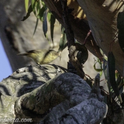 Acanthiza reguloides (Buff-rumped Thornbill) at Jerrabomberra, ACT - 3 Mar 2019 by JonSteinbeck