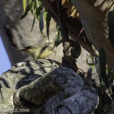 Acanthiza reguloides (Buff-rumped Thornbill) at Jerrabomberra, ACT - 2 Mar 2019 by BIrdsinCanberra