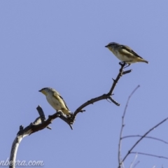 Pardalotus striatus (Striated Pardalote) at Symonston, ACT - 3 Mar 2019 by JonSteinbeck