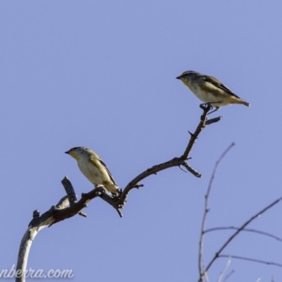 Pardalotus striatus (Striated Pardalote) at Symonston, ACT - 3 Mar 2019 by JonSteinbeck