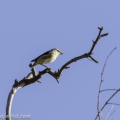 Pardalotus striatus at Symonston, ACT - 3 Mar 2019 08:48 AM