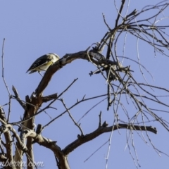 Pardalotus striatus at Symonston, ACT - 3 Mar 2019 08:48 AM