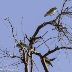 Pardalotus striatus at Symonston, ACT - 3 Mar 2019 08:48 AM