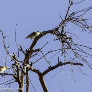 Pardalotus striatus at Symonston, ACT - 3 Mar 2019 08:48 AM