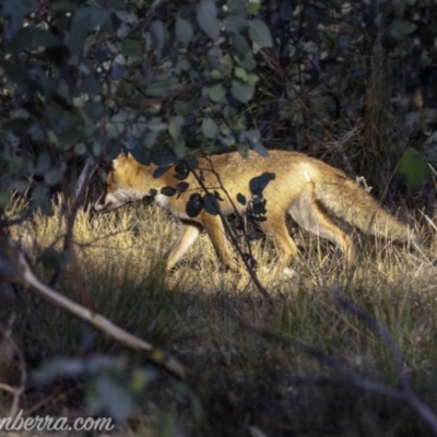 Vulpes vulpes (Red Fox) at Symonston, ACT - 2 Mar 2019 by BIrdsinCanberra