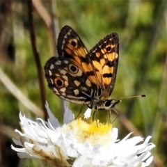 Oreixenica orichora (Spotted Alpine Xenica) at Cotter River, ACT - 7 Mar 2019 by JohnBundock