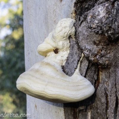 Laetiporus portentosus (White Punk) at Symonston, ACT - 3 Mar 2019 by BIrdsinCanberra