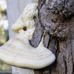 Laetiporus portentosus at Symonston, ACT - 3 Mar 2019 07:25 AM