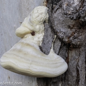 Laetiporus portentosus at Symonston, ACT - 3 Mar 2019 07:25 AM