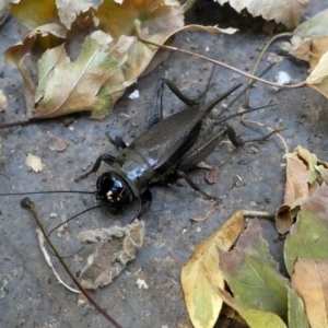 Teleogryllus commodus at Kambah, ACT - 3 Mar 2019 10:55 AM