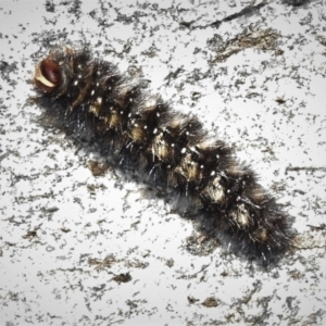 Anthela (genus) immature at Cotter River, ACT - 7 Mar 2019 12:38 PM