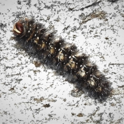 Anthela (genus) immature (Unidentified Anthelid Moth) at Namadgi National Park - 7 Mar 2019 by JohnBundock