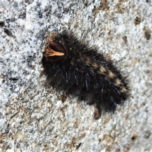 Anthela (genus) immature at Cotter River, ACT - 7 Mar 2019