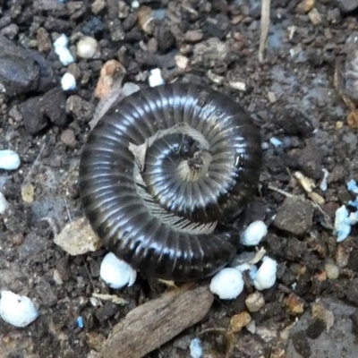 Juliformia sp. (superorder) (A Juliform millipede) at Kambah, ACT - 3 Mar 2019 by HarveyPerkins