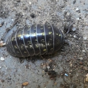 Armadillidium vulgare at Kambah, ACT - 3 Mar 2019