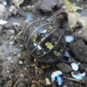 Armadillidium vulgare at Kambah, ACT - 3 Mar 2019