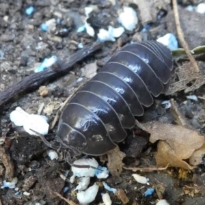 Armadillidium vulgare at Kambah, ACT - 3 Mar 2019